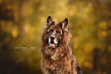 fido4